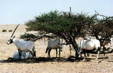 阿拉伯大羚羊保護區