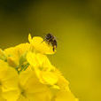 黃蜜蜂花