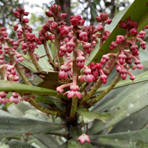 Tapeinosperma grandiflorum