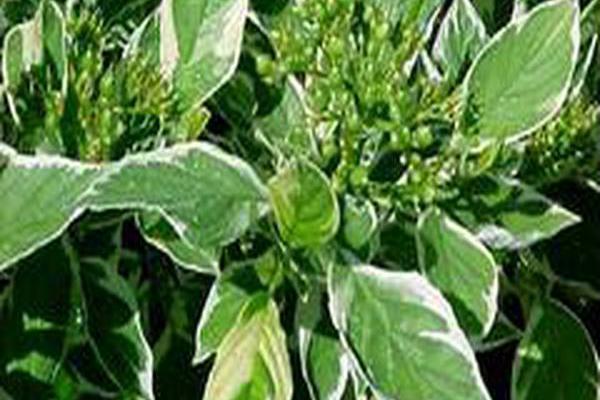 Cornus sericea \x27Silver and Gold\x27 Cornus sericea \x27Silver and Gold\x27