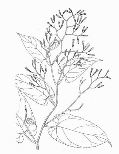 藤本紫菊 藤本紫菊