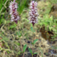 鳳尾茶(中藥) 鳳尾茶(中藥)