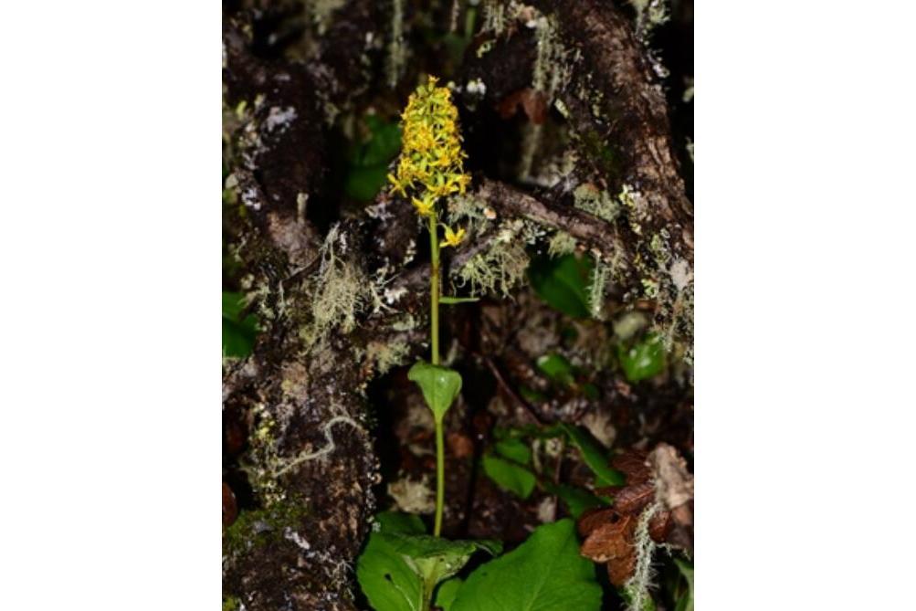 蒼山橐吾(菊科橐吾屬植物) 蒼山橐吾(菊科橐吾屬植物)