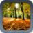 Wonderful Forest Wonderful Forest