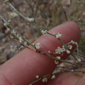 Eriogonum palmerianum