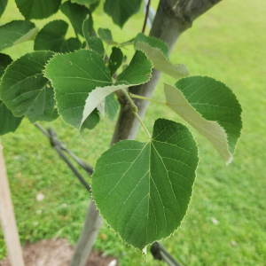 Tilia tomentosa