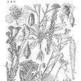 大果團扇薺 大果團扇薺