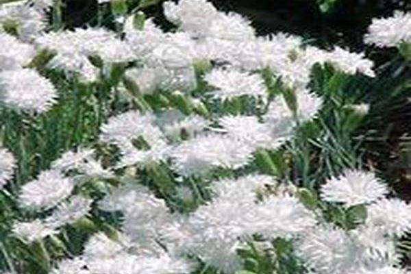 Dianthus plumarius \x27Itsaul White\x27