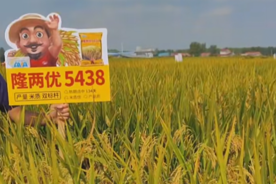 隆兩優5438 隆兩優5438