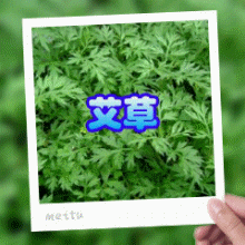 端午節(端陽（午月第一個午日）)