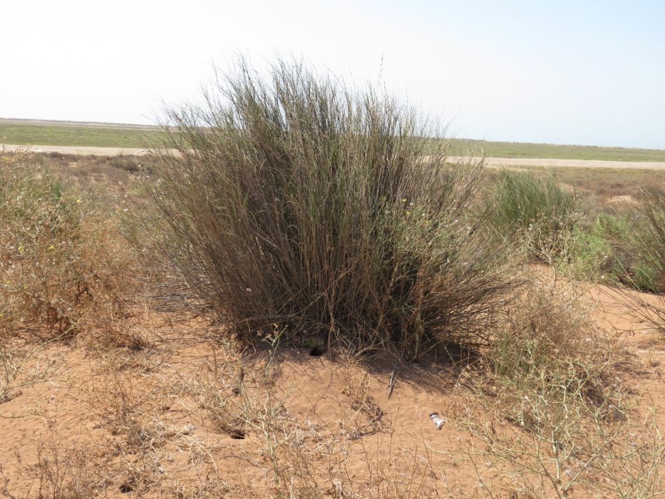 Halopyrum mucronatum