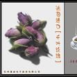 千葉玫瑰 千葉玫瑰