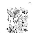 多毛椴 多毛椴