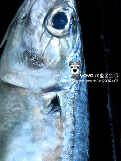 豉香鮐鮁 豉香鮐鮁