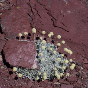 Eriogonum ovalifolium