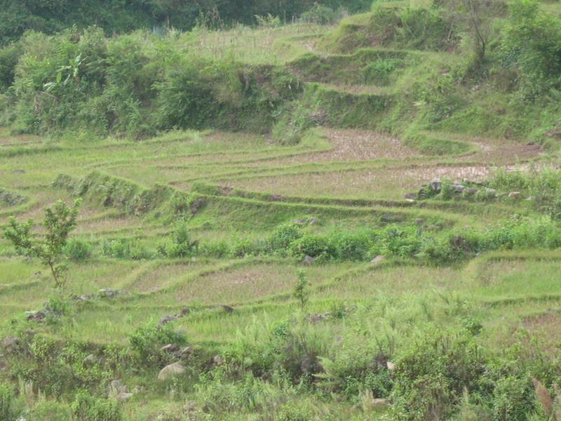 冬瓜樹村 冬瓜樹村