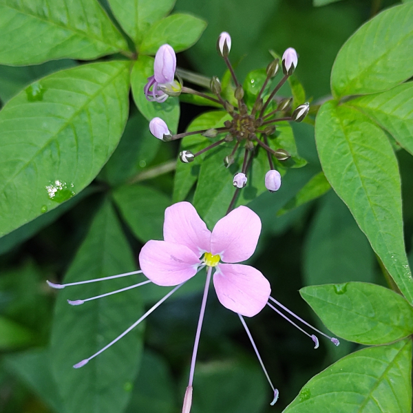 Cleome rosea