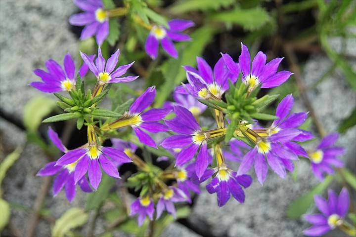 紫扇花(藍扇花)