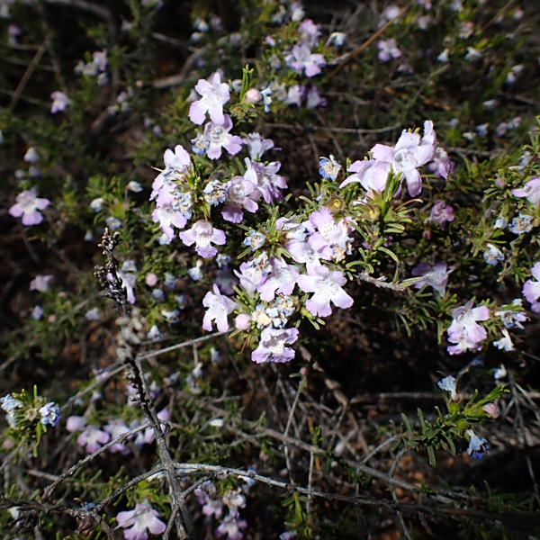 Hemigenia brachyphylla