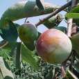 青茶柿 青茶柿