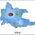 變形蟲 變形蟲
