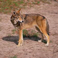 紅狼(犬科哺乳動物)
