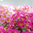 報春花科 報春花科