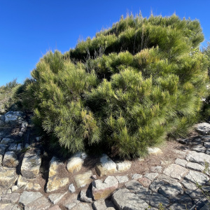 Allocasuarina thalassoscopica