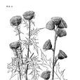 總序薊 總序薊