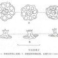 可古沙雞子 可古沙雞子