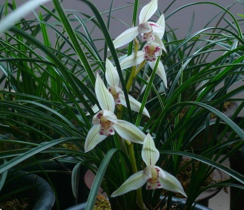 銀蝶(植物)