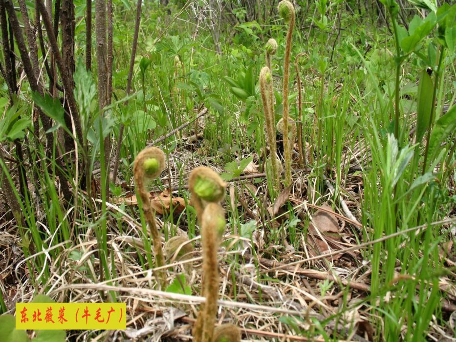 東北薇菜 東北薇菜