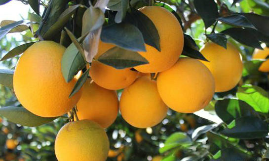 褚橙樹形特點