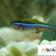 綠蓮燈魚(類霓虹脂鯉) 綠蓮燈魚(類霓虹脂鯉)