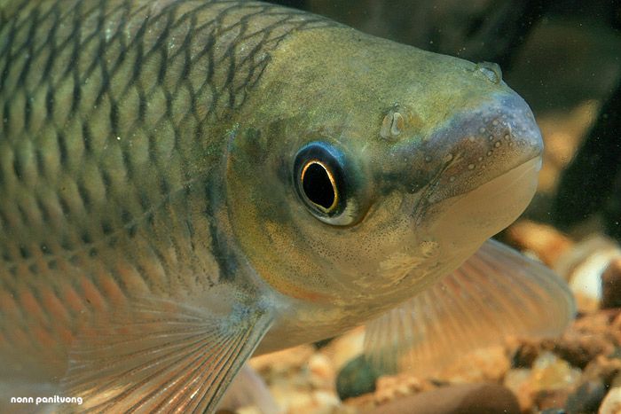 舌唇魚 舌唇魚