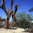 沙漠鐵木