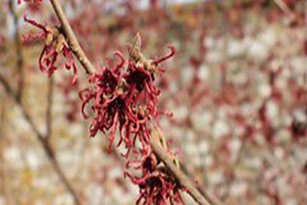 Hamamelis × intermedia \x27Hiltingbury\x27