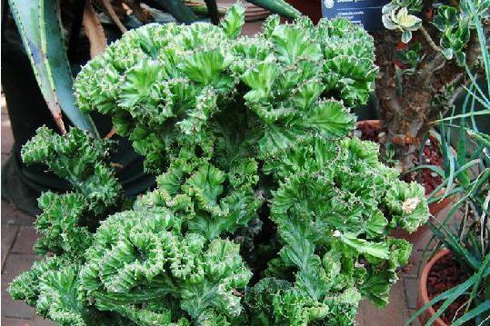龜紋箭 龜紋箭