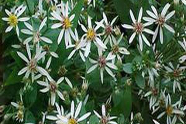Eurybia divaricata Eurybia divaricata