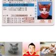 萌萌小貓 萌萌小貓