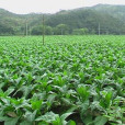 案背村(廣東省梅州市梅縣區松源鎮下轄村) 案背村(廣東省梅州市梅縣區松源鎮下轄村)