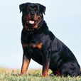 羅威拿犬 羅威拿犬