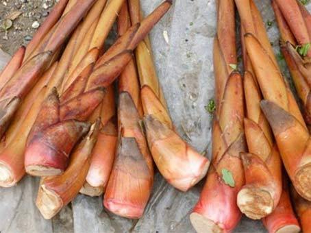 草果芽 草果芽