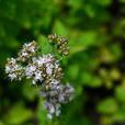 牛至(oregano)