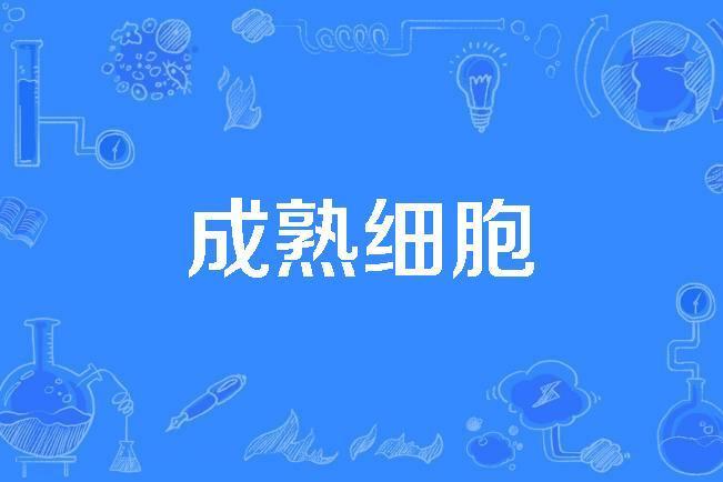 成熟細胞 成熟細胞