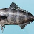 引水魚