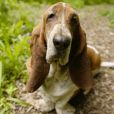 巴吉度獵犬(巴賽特獵犬)
