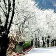 梨花源風景區 梨花源風景區