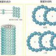 Mt(微管(microtubule)) Mt(微管(microtubule))