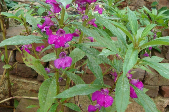 紫花鳳仙花